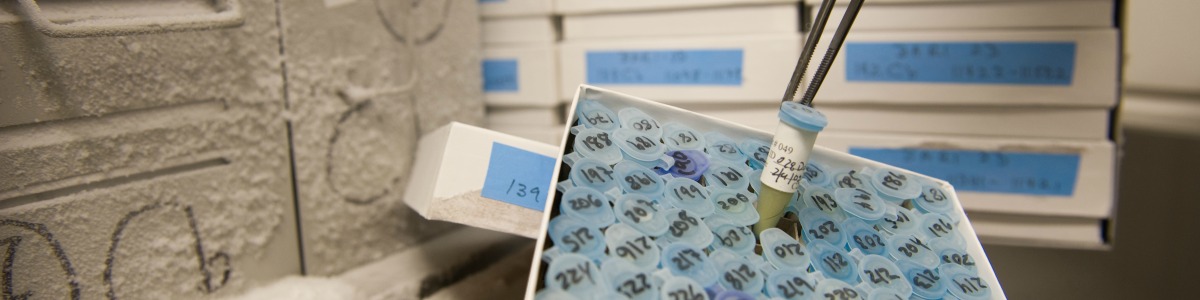 Image of vials containing research samples