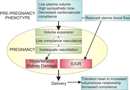 PlasmaVolumeExpansionModelcropped1