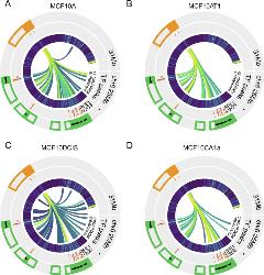 Spatiotemporal higher-order chromatin landscape of human histone