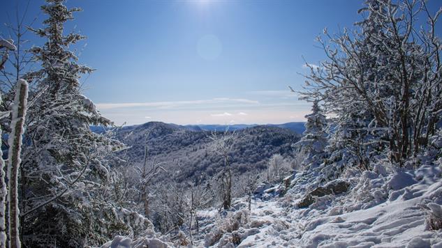 Snow Covered Trees and Mountains